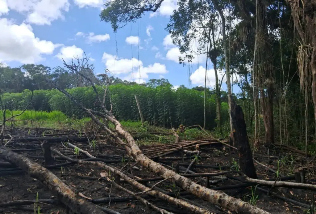 Força Verde 3