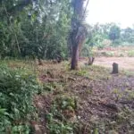 Força Verde Ação em Guaratuba 2