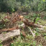 Força Verde Polícia Ambiental Matinhos 3
