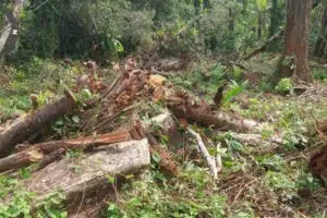 Força Verde Polícia Ambiental Matinhos 3