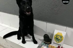 Apreensão de Drogas em Antonina 2