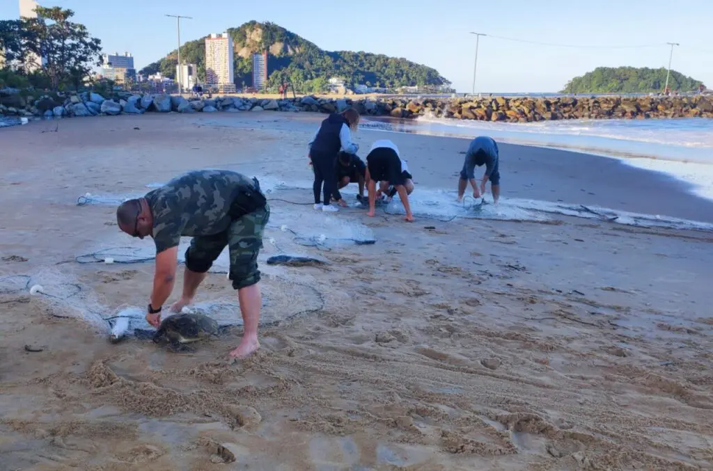 Ação Força Verde Tartarugas Matinhos 1