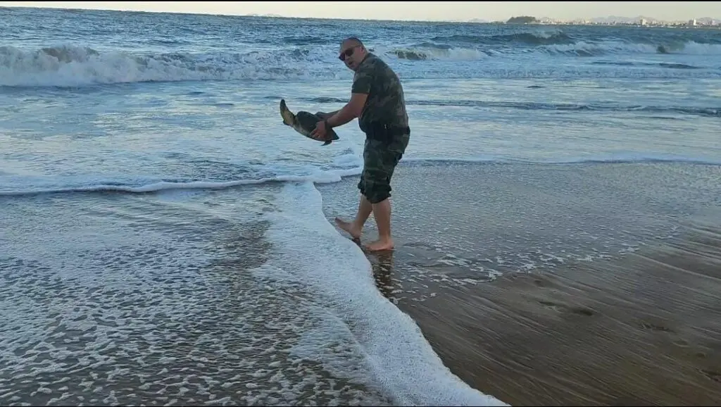 Ação Força Verde Tartarugas Matinhos 2