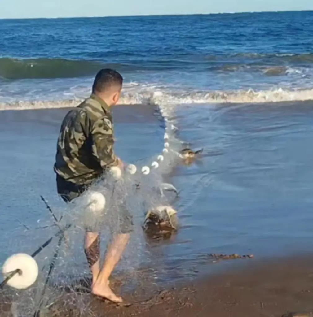Ação Força Verde Tartarugas Matinhos 5