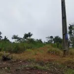 Ação da Polícia Ambiental 2