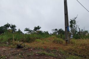 Ação da Polícia Ambiental 2