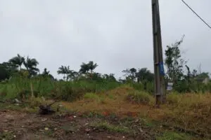 Ação da Polícia Ambiental 2