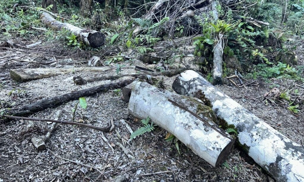 Ação da Polícia Ambiental em Guaratuba 4