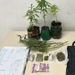 Com decisão do STF, usuários de maconha passam a não responder criminalmente pelo ato ilícito. Foto: PMPR