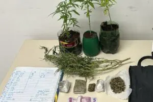 Com decisão do STF, usuários de maconha passam a não responder criminalmente pelo ato ilícito. Foto: PMPR