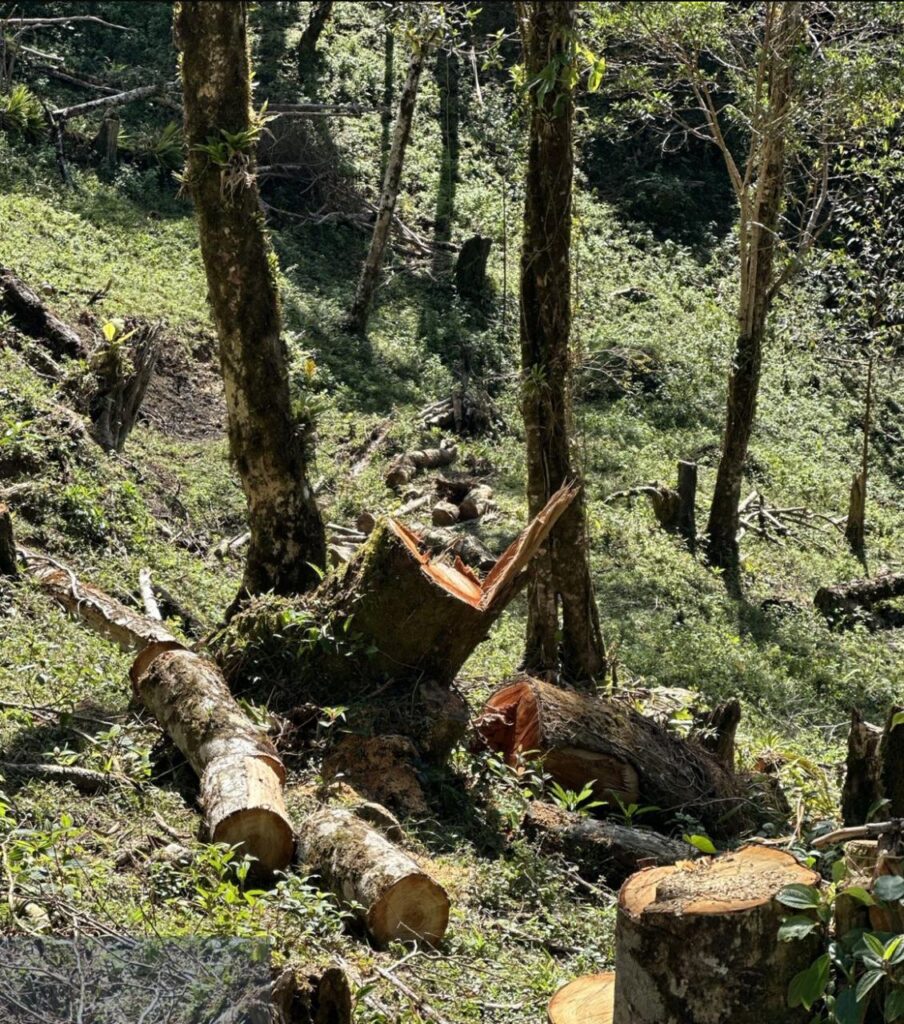 Força Verde – Potreiro Guaratuba 2