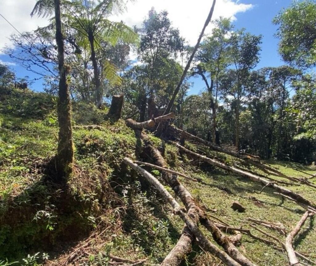 Força Verde – Potreiro Guaratuba 3