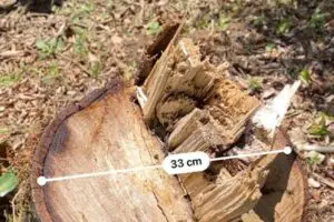 Força Verde – Potreiro Guaratuba