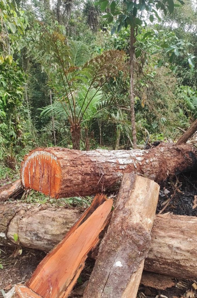 Força Verde Ação Guaratuba 1