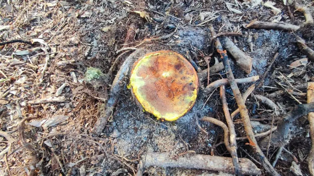 Força Verde Ação Guaratuba 30