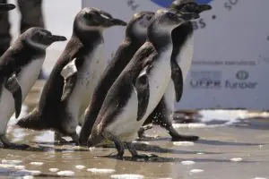 Pinguim-de-Magalhães