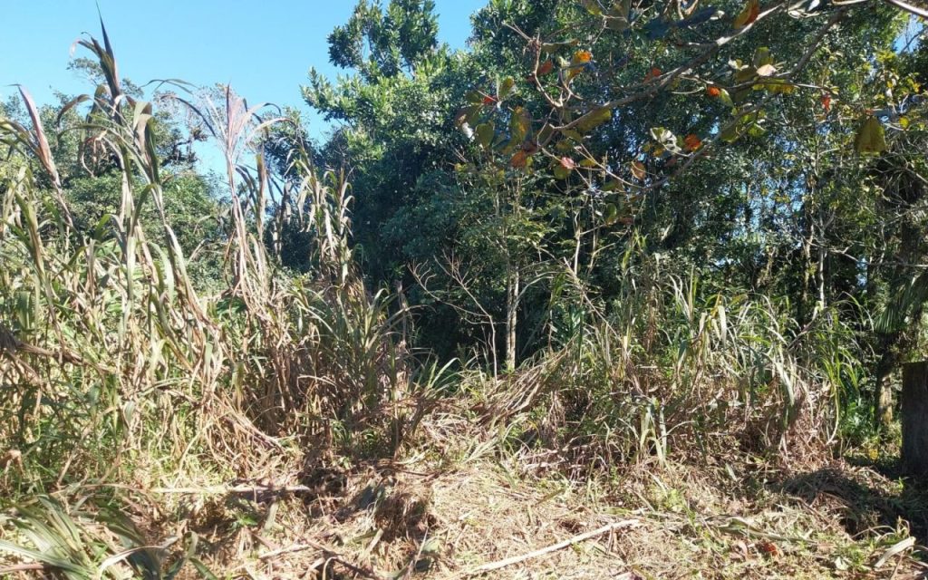 Polícia Ambiental – Força Verde – Mangue Seco 1