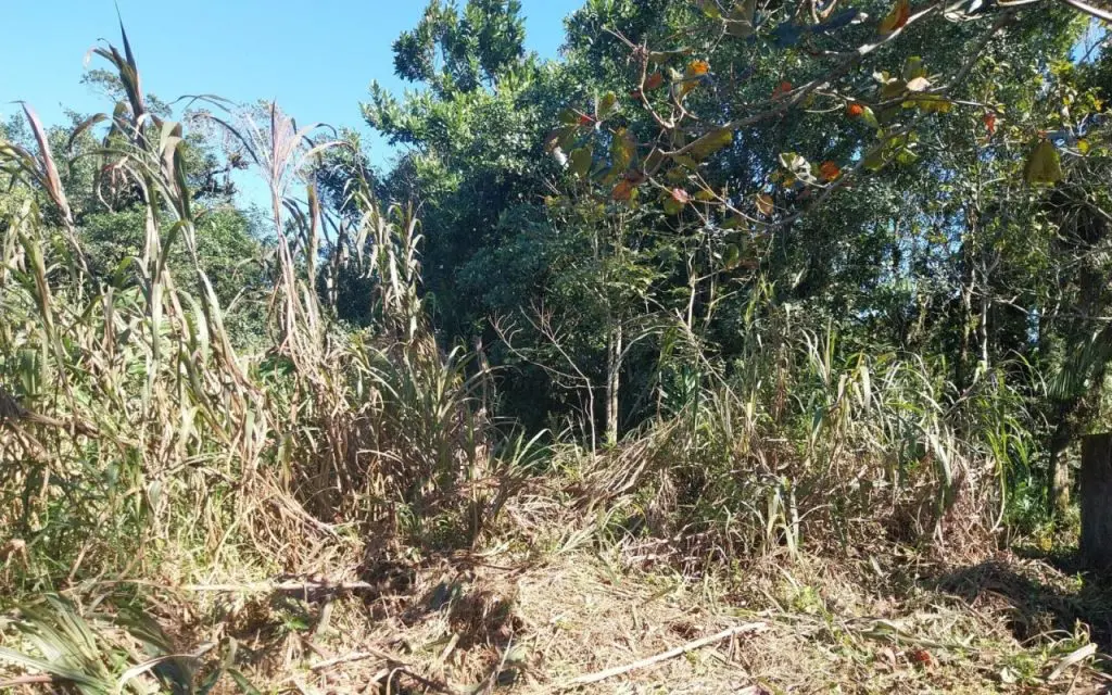 Polícia Ambiental – Força Verde – Mangue Seco 1