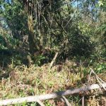 Polícia Ambiental – Força Verde – Mangue Seco 43