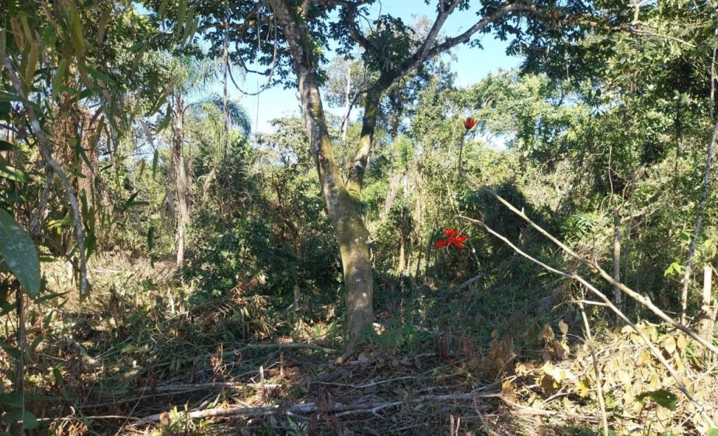 Polícia Ambiental – Força Verde – Rio da Onça 5