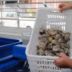 Ostras Guaratuba