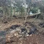 Ação da Polícia Ambiental – Área Embargada 3