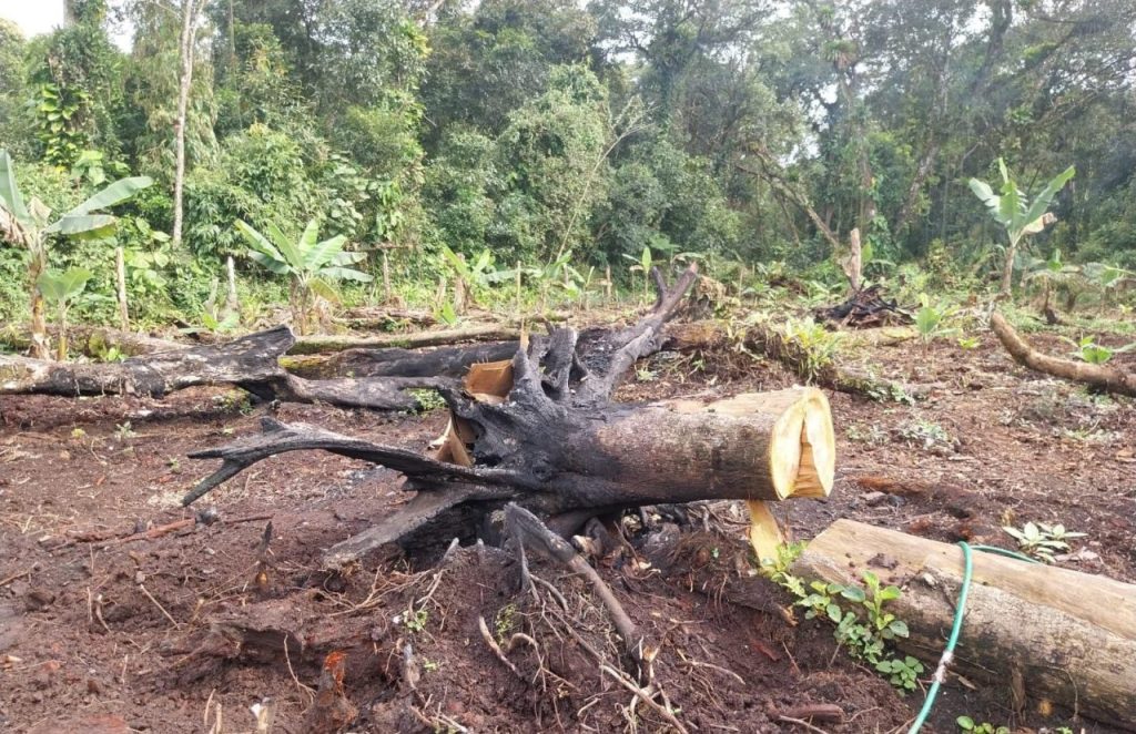 Ação da Polícia Ambiental em Guaratuba 4