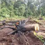 Ação da Polícia Ambiental em Guaratuba 4
