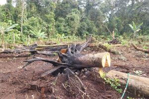 Ação da Polícia Ambiental em Guaratuba 4