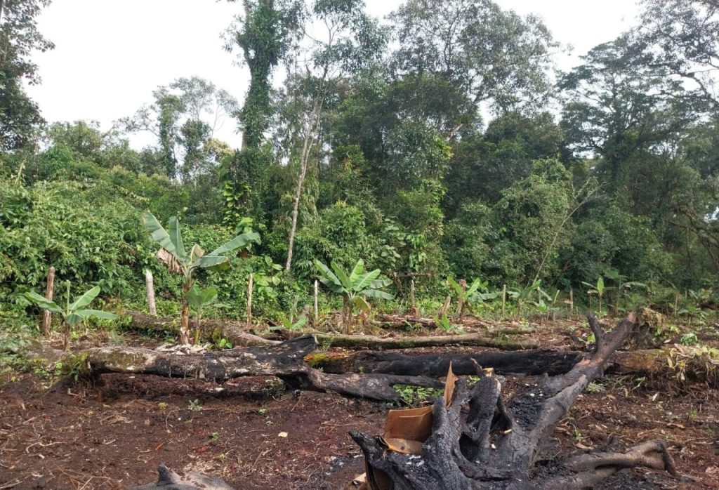 Ação da Polícia Ambiental em Guaratuba 5[