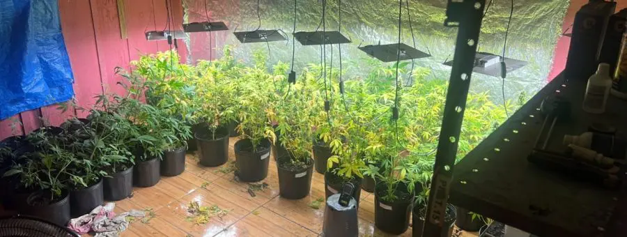 Estufa para cultivo de maconha em Guaratuba 1