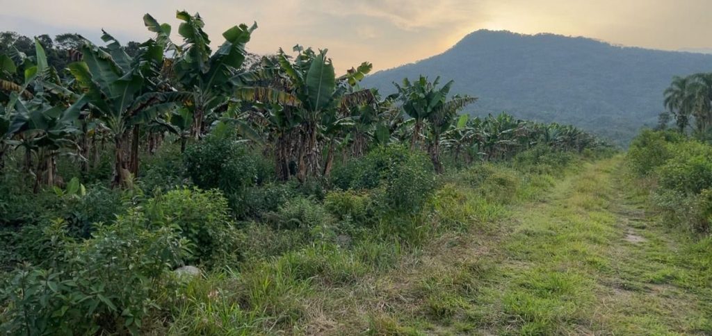 Operação Mata Atlãntica Polícia Ambiental 2