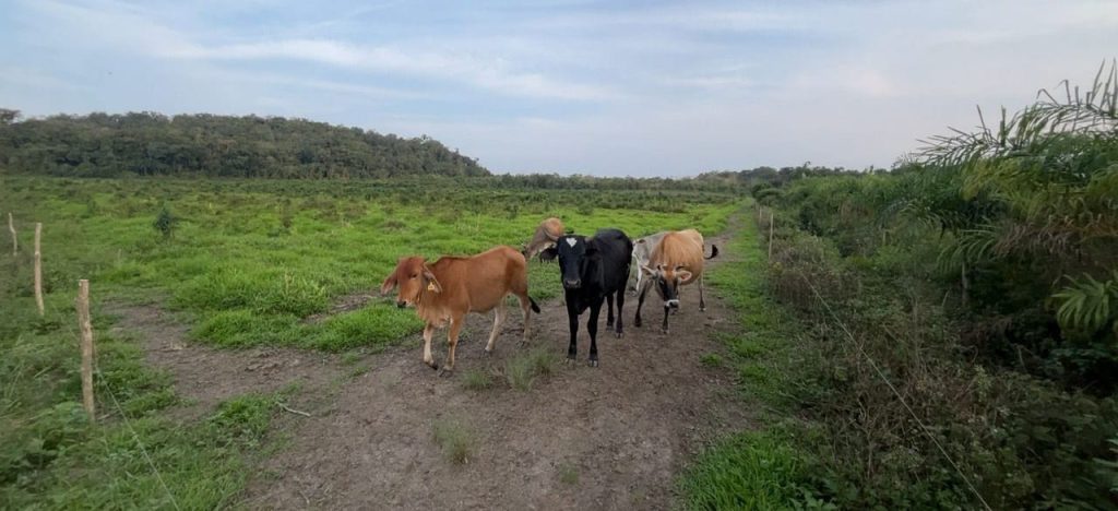 Operação Mata Atlãntica Polícia Ambiental 3