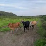 Operação Mata Atlãntica Polícia Ambiental 3