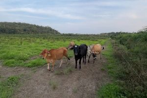 Operação Mata Atlãntica Polícia Ambiental 3