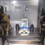 Apreensão de drogas em Antonina 04