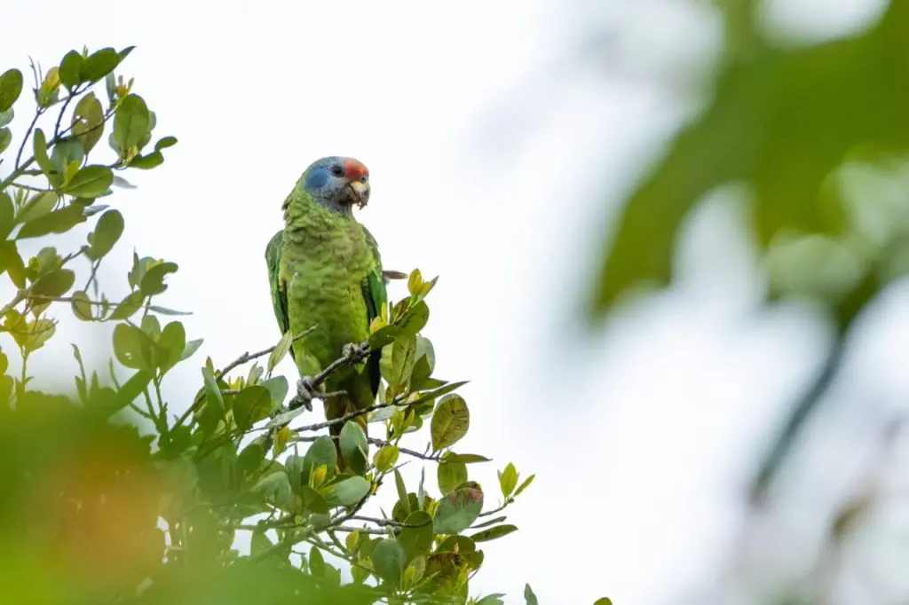 A Ilha do Pinheiro, situada no Parque Nacional do Superagui, em Guaraqueçaba, há anos é reconhecida como um dos principais refúgios do papagaio-de-cara-roxa do Brasil. Foto: Gabriel Marchi