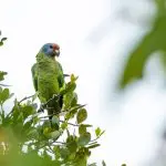 A Ilha do Pinheiro, situada no Parque Nacional do Superagui, em Guaraqueçaba, há anos é reconhecida como um dos principais refúgios do papagaio-de-cara-roxa do Brasil. Foto: Gabriel Marchi