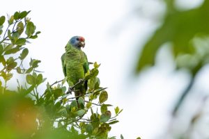 A Ilha do Pinheiro, situada no Parque Nacional do Superagui, em Guaraqueçaba, há anos é reconhecida como um dos principais refúgios do papagaio-de-cara-roxa do Brasil. Foto: Gabriel Marchi