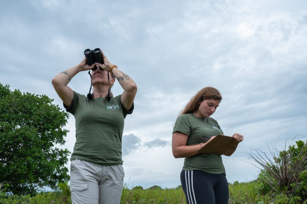 No entanto, a ilha tem registrado uma redução preocupante no número de aves observadas, segundo o último censo realizado entre maio e junho de 2024. Foto: Zig Koch