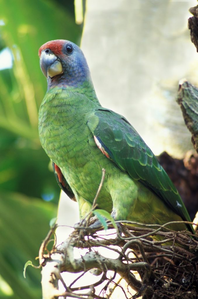 O levantamento revelou que apenas 455 papagaios foram contabilizados no local, o que representa apenas 8,6% da população total, em comparação aos mais de 2.500 papagaios avistados em 2009. Foto: Zig Koch