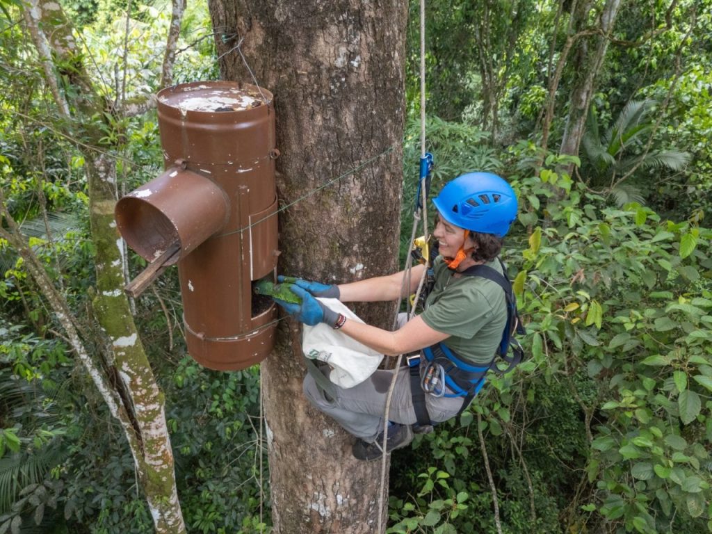 A SPVS é a encarregada do monitoramento da espécie no Paraná. Para assegurar a continuidade desse trabalho e investigar as causas das alterações observadas, a instituição lançou uma campanha de financiamento coletivo. Foto: Zig Koch