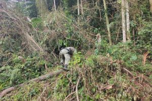 Polícia Ambiental – Força Verde 5.jpeg