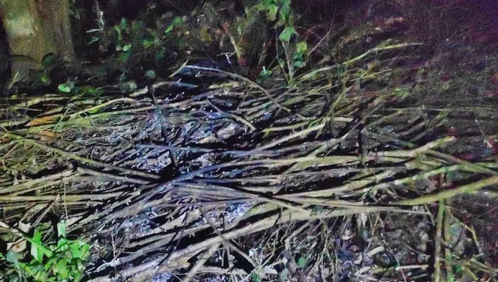 Polícia Ambiental Tentativa de Incêndio em Guaratuba (2)