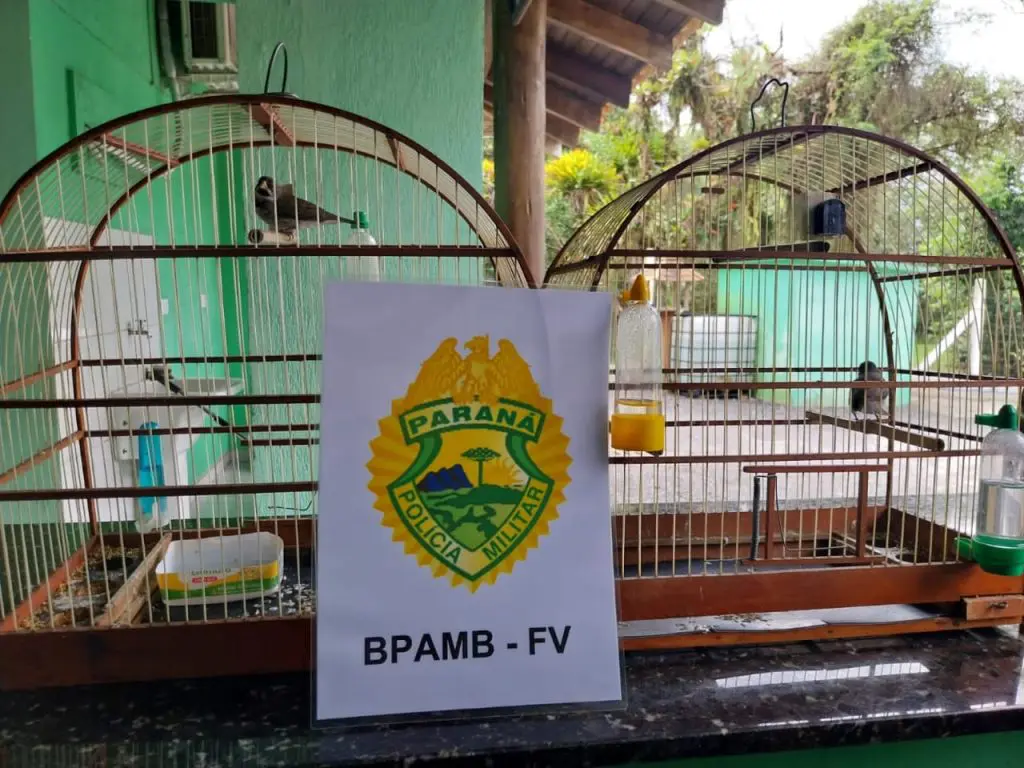 Apreensão pássaros silvestres Polícia Ambiental