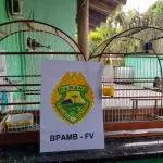 Apreensão pássaros silvestres Polícia Ambiental