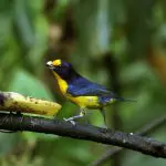 Gaturamo-verdadeiro (Euphonia violacea).
