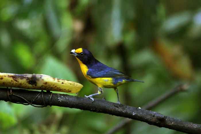 Gaturamo-verdadeiro (Euphonia violacea).