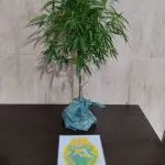 Pé de maconha apreendido