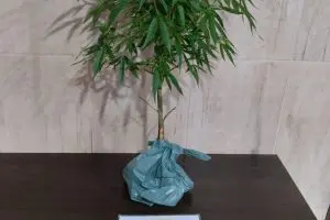 Pé de maconha apreendido